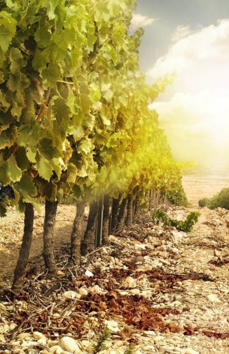 vikipedia.blog-vinos (3)